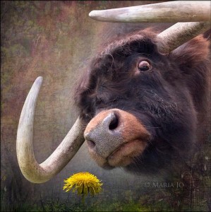 sevgilim bir okuz-c3.jpg